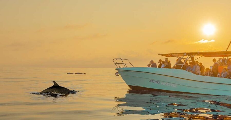 From Alcudia: Sunrise Dolphin Watching Boat Tour - A 40-minute sail to the dolphin grounds