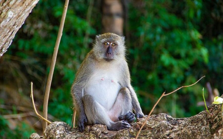 From Ao Nang: Phi Phi Islands Day Tour by Boat with Lunch - Why this Phi Phi day trip works well