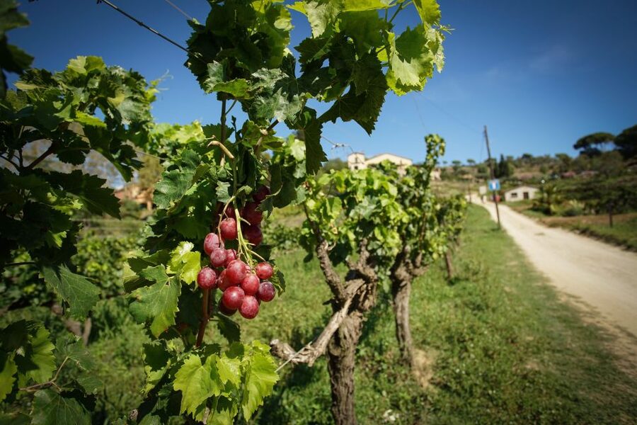 From Barcelona: E-Bike and Sailing Tour with Wine Tastings - Guides, group size, and the feel of the day
