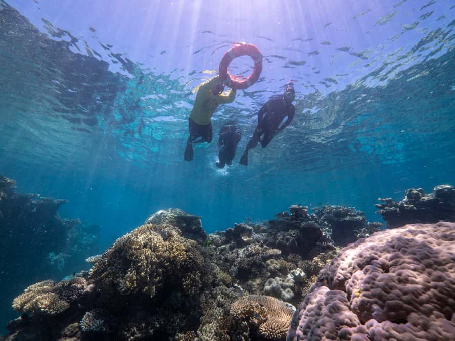 From Cairns: Great Barrier Reef Cruise by Premium Catamaran - What the AU$190 price really buys you