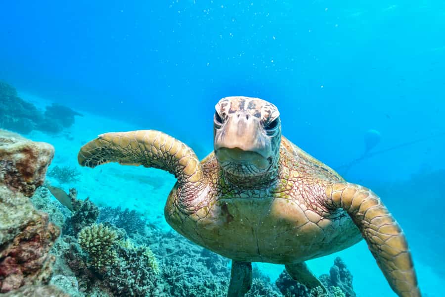 From Cairns: Green Island Half-Day Morning Cruise - Making the most of two hours ashore