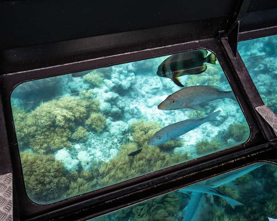 From Cairns: Green Island Half-Day Morning Cruise - Who should book this Green Island cruise
