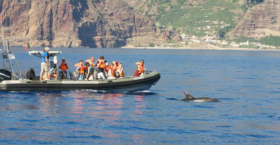 From Calheta: Madeira Whale and Dolphin Watching Boat Tour - Leaving Calheta Marina for open water