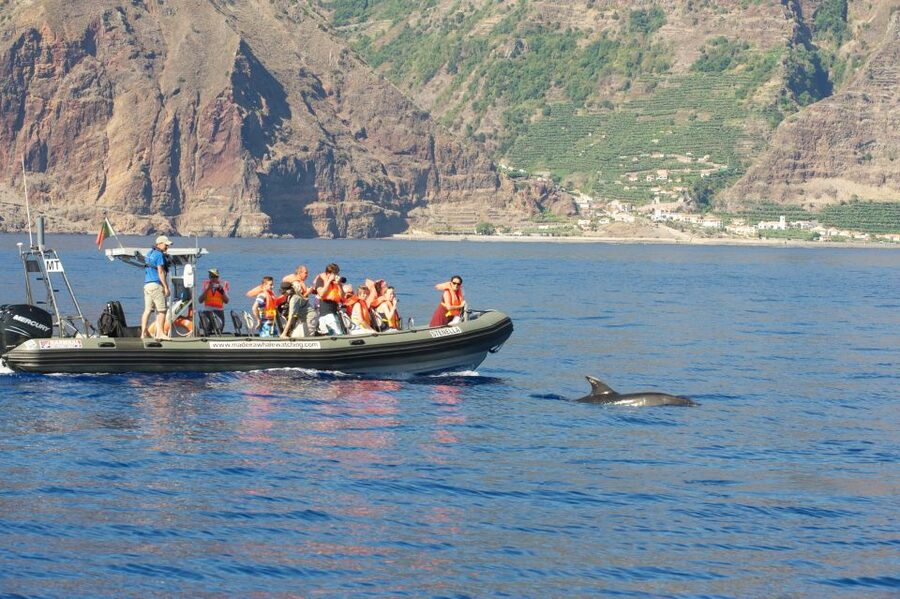 From Calheta: Madeira Whale and Dolphin Watching Boat Tour - How the wildlife search works
