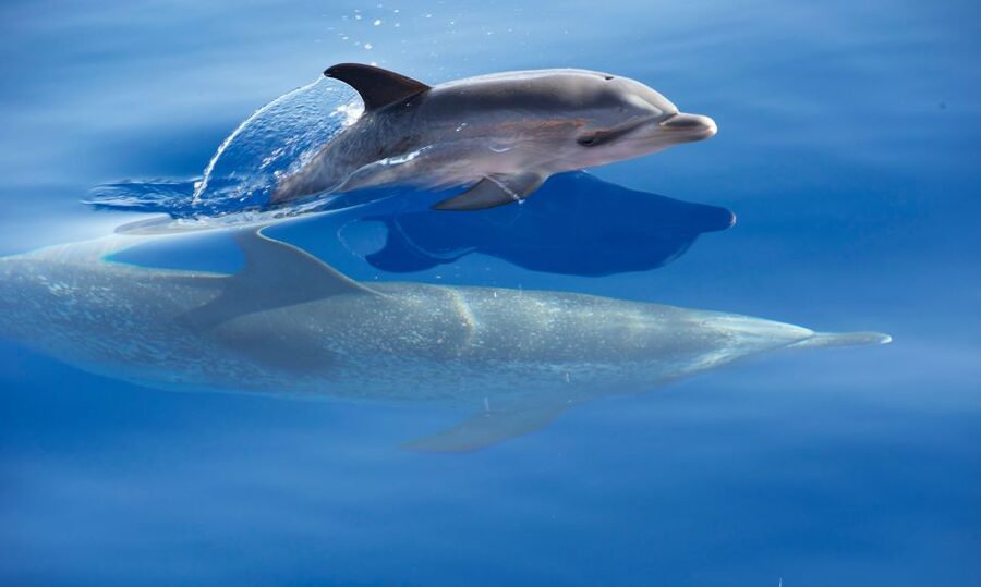 From Calheta: Madeira Whale and Dolphin Watching Boat Tour - Guides who explain what you are seeing