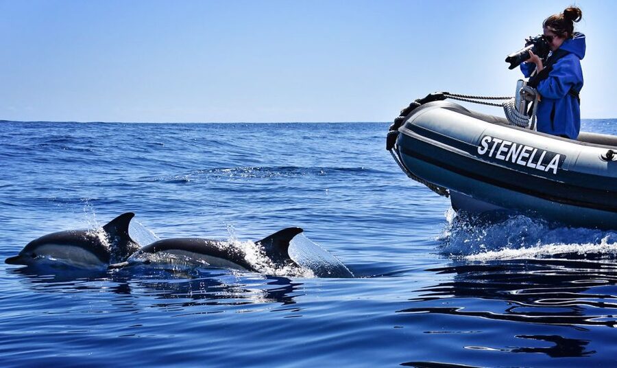 From Calheta: Madeira Whale and Dolphin Watching Boat Tour - Value at about $67 per person