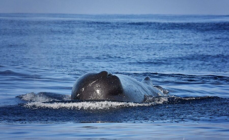 From Calheta: Madeira Whale and Dolphin Watching Boat Tour - Who will enjoy this tour most