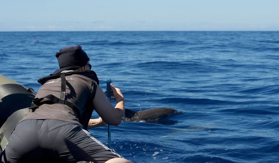 From Calheta: Madeira Whale and Dolphin Watching Boat Tour - A speedboat built for wildlife watching