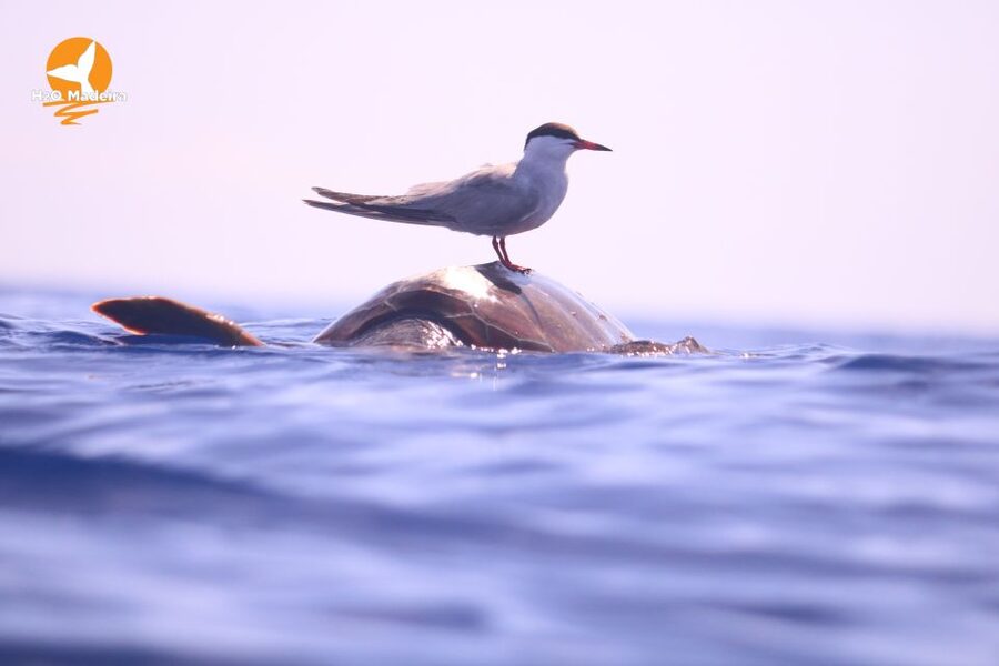 From Calheta: Whale and Dolphin Watching RIB Boat Tour - Final call: book it if you want action with your wildlife