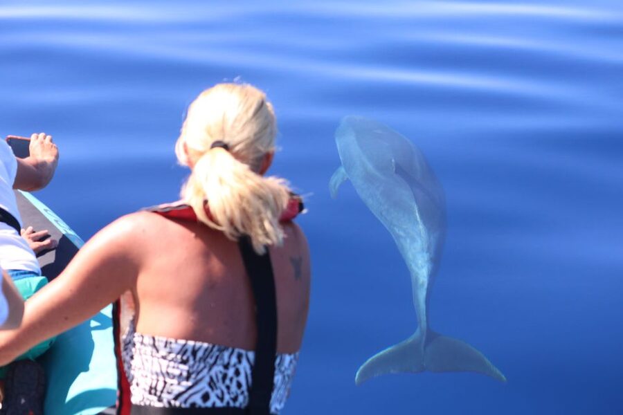 From Calheta: Whale and Dolphin Watching RIB Boat Tour - Finding dolphins and whales around Madeira