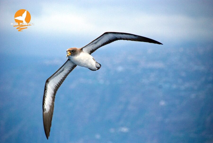 From Calheta: Whale and Dolphin Watching RIB Boat Tour - The island views are part of the payoff