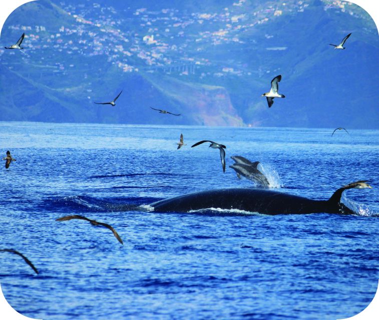From Calheta: Whale and Dolphin Watching RIB Boat Tour - What the strongest sightings can look like