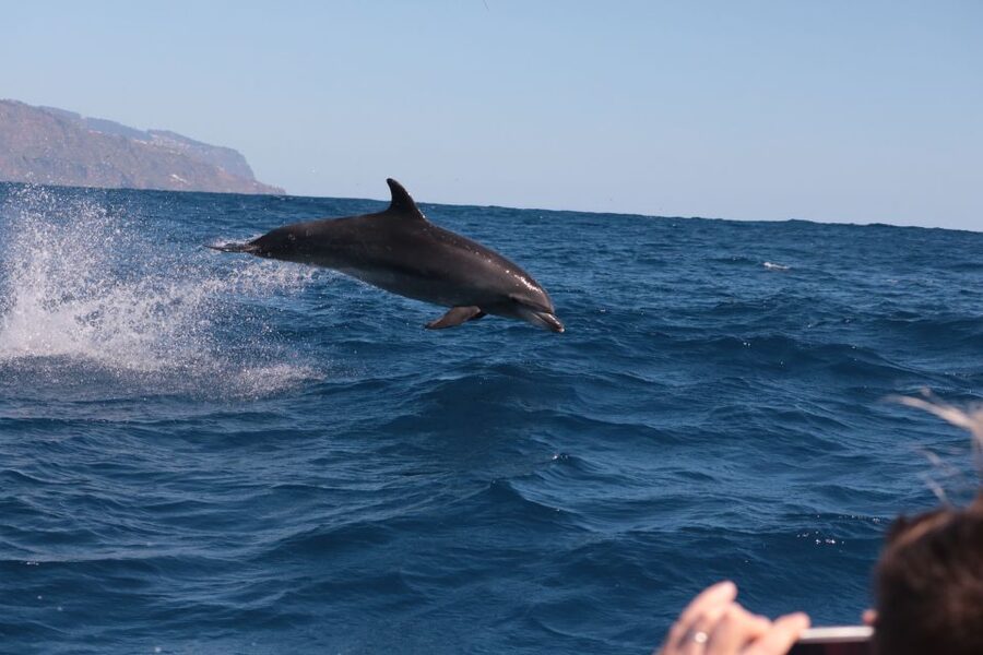 From Calheta: Whale and Dolphin Watching RIB Boat Tour - Two hours is a useful length for Calheta