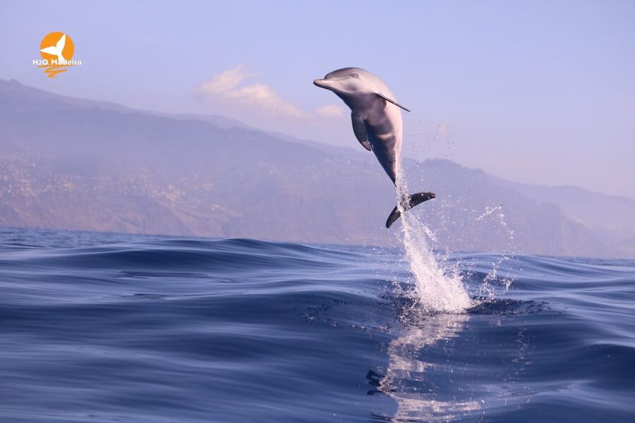 From Calheta: Whale and Dolphin Watching RIB Boat Tour - Who should book this RIB trip?