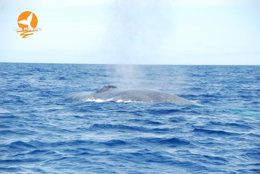 From Calheta: Whale and Dolphin Watching RIB Boat Tour - Why the RIB ride changes the experience