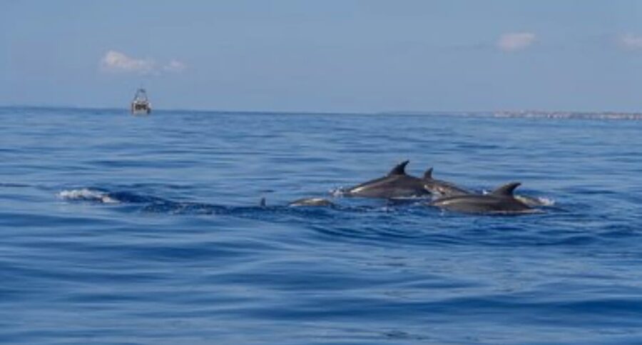 From Can Picafort: Dolphin Watching and Cave Boat Trip - Who will enjoy this trip most?