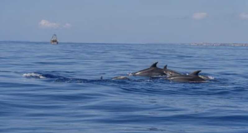 From Can Picafort: Dolphin Watching and Cave Boat Trip - A sunrise start from Can Picafort