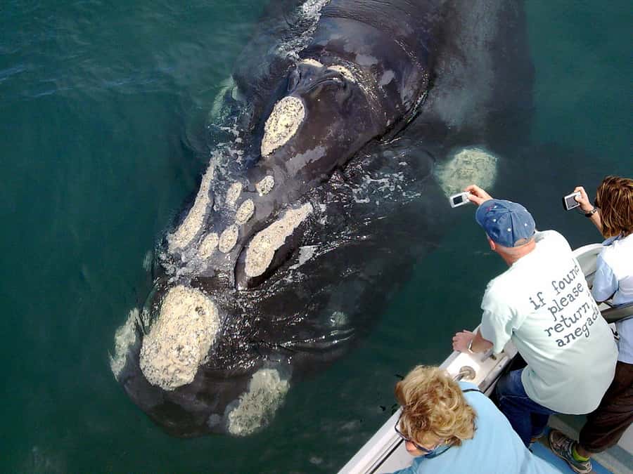 From Cape Town: Hermanus Whale Watching Boat Trip - Key points at a glance