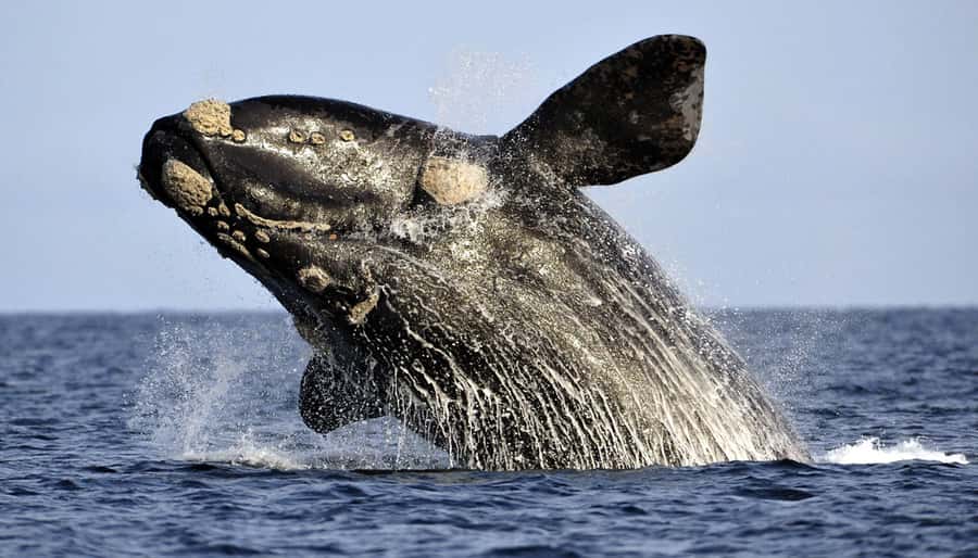 From Cape Town: Hermanus Whale Watching Boat Trip - The real appeal: whales in nursery waters