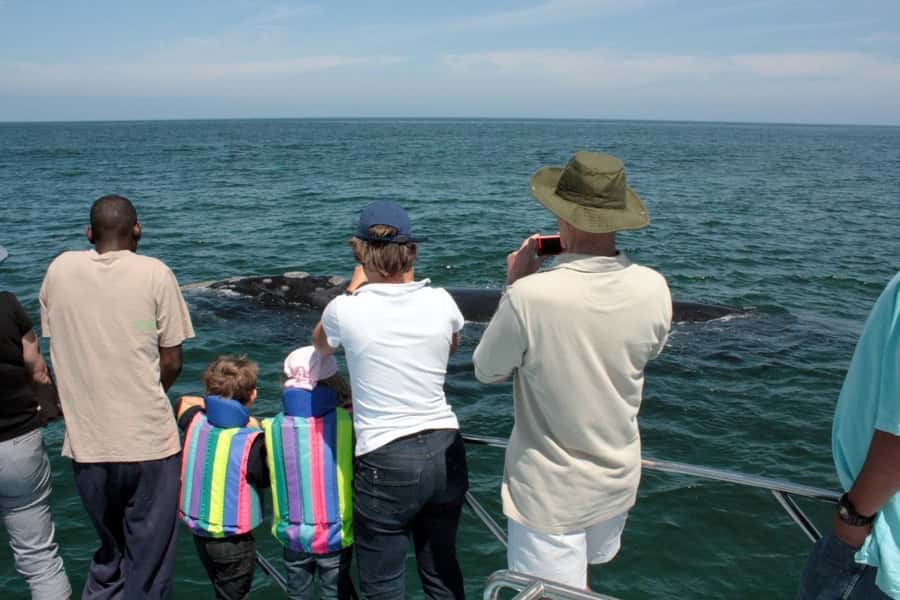 From Cape Town: Hermanus Whale Watching Boat Trip - Gansbaai harbor and the speedboat
