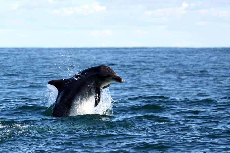 From Cape Town: Hermanus Whale Watching Boat Trip - Along De Kelders and the Hermanus coast