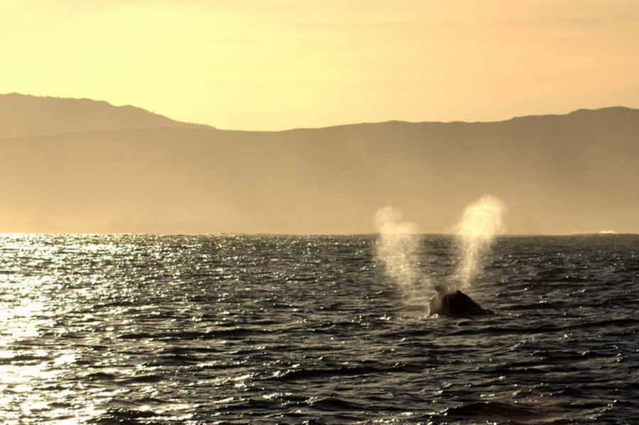 From Cape Town: Hermanus Whale Watching Boat Trip - What the guides add to the experience