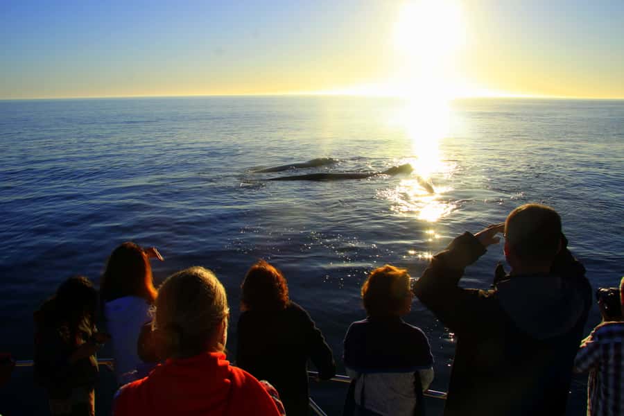 From Cape Town: Hermanus Whale Watching Boat Trip - Food, drinks, and the lunch problem