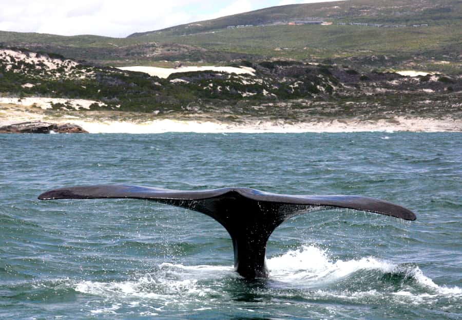 From Cape Town: Hermanus Whale Watching Boat Trip - How much value do you get for $221?