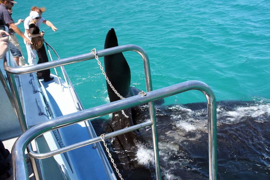 From Cape Town: Hermanus Whale Watching Boat Trip - Timing, weather, and booking flexibility