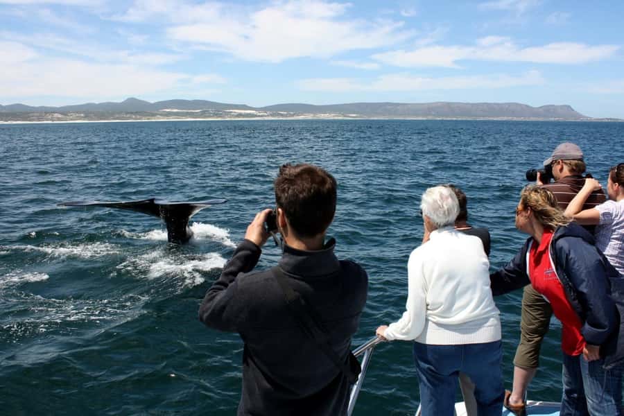 From Cape Town: Hermanus Whale Watching Boat Trip - From Cape Town to Gansbaai before breakfast
