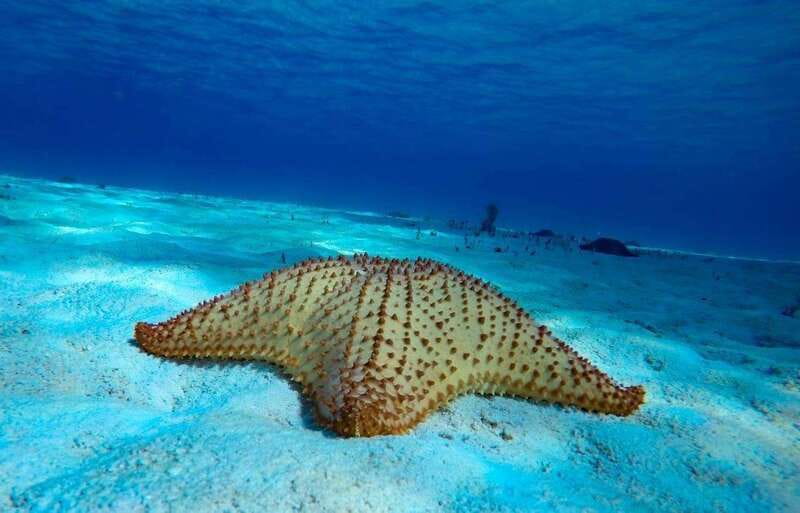 From Cozumel: 3 Reefs Boat Tour with Drinks and Snorkeling - Key points to know before booking