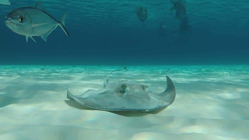 From Cozumel: 3 Reefs Boat Tour with Drinks and Snorkeling - Three Cozumel reefs, three different kinds of swimming