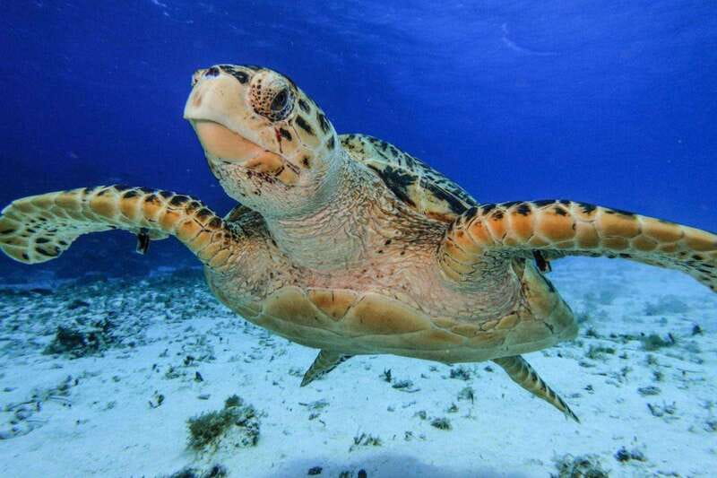 From Cozumel: 3 Reefs Boat Tour with Drinks and Snorkeling - Palancar and Columbia: where the guide earns the fare