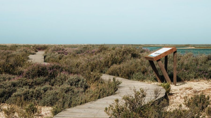 From Faro: Catamaran Boat Trip to Deserta Island with Stop - Walking the 2-kilometer boardwalk