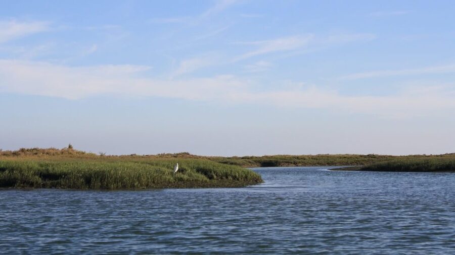 From Faro: Ria Formosa Sunset Boat Trip - Birds, Dolphins, and the Life of the Ria Formosa