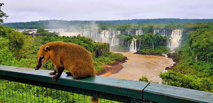 From Foz do Iguazu: Brazil Iguazu Falls & Macuco Safari Boat - Why the Brazilian side makes a strong first impression