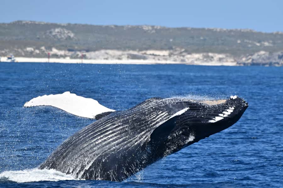 From Fremantle: 2-Hour Luxury Whale-Watching Cruise - Finding humpbacks off Perth