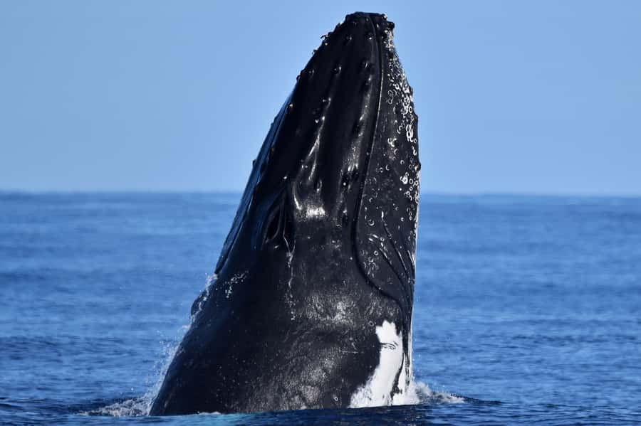From Fremantle: 2-Hour Luxury Whale-Watching Cruise - Learning what each whale is doing