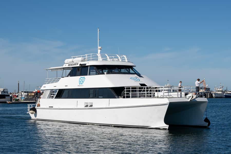 From Fremantle: 2-Hour Luxury Whale-Watching Cruise - What you might see in two hours