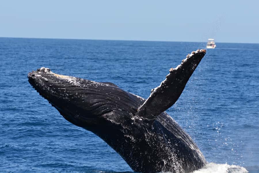 From Fremantle: 2-Hour Luxury Whale-Watching Cruise - Managing wind, waves, and seasickness