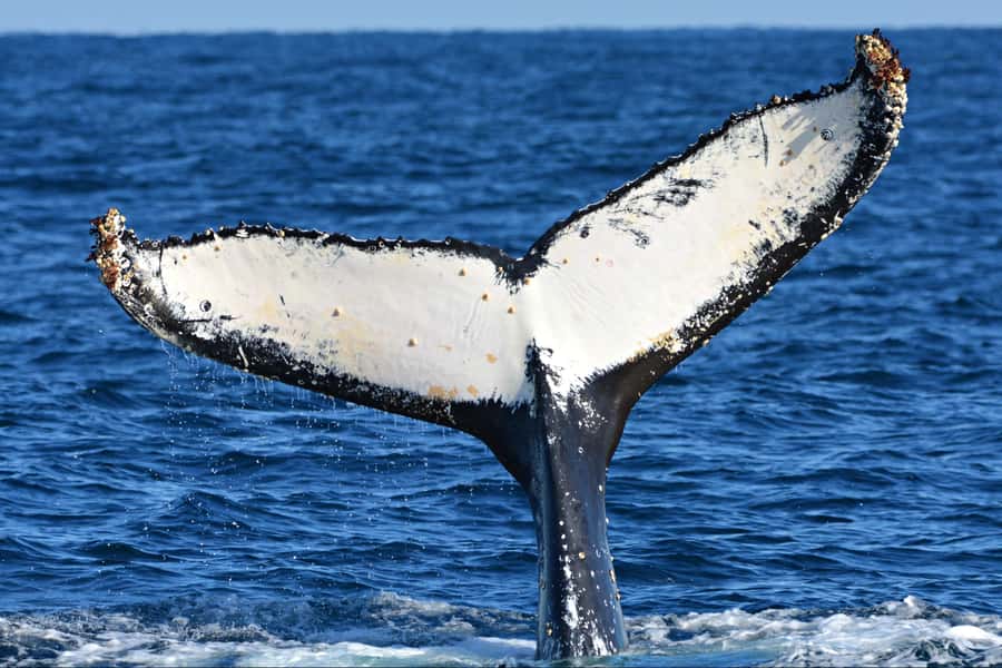 From Fremantle: 2-Hour Luxury Whale-Watching Cruise - Is $67 a fair price?