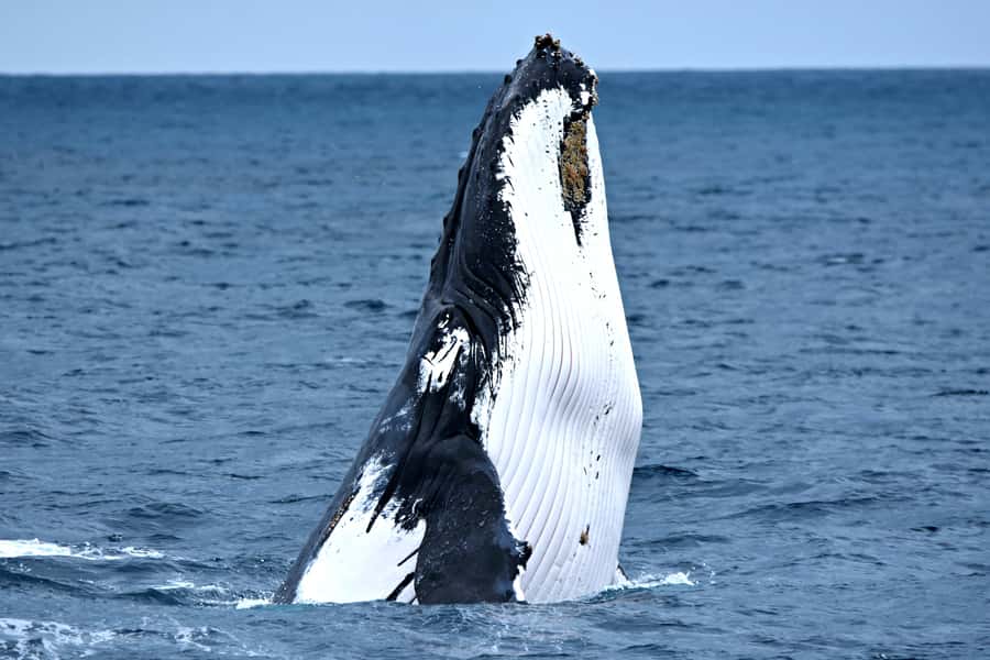 From Fremantle: 2-Hour Luxury Whale-Watching Cruise - Why the catamaran makes a difference