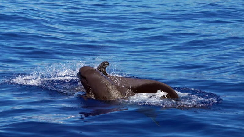 From Funchal: Ecological Catamaran Dolphin Whale Watching - A quieter way to watch Madeira’s marine life