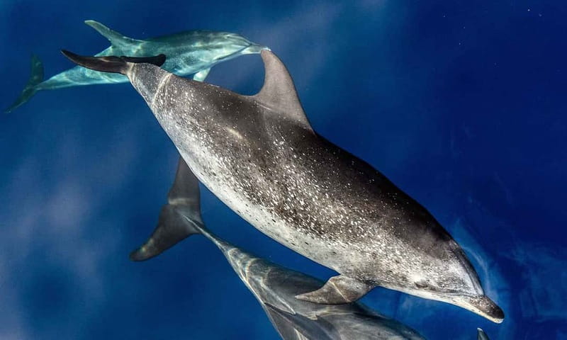 From Funchal: Ecological Catamaran Dolphin Whale Watching - Finding dolphins and whales beyond the coast