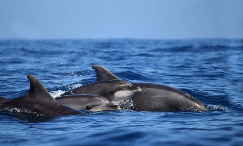 From Funchal: Ecological Catamaran Dolphin Whale Watching - The catamaran’s best viewing spots