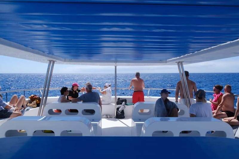 From Funchal: Ecological Catamaran Dolphin Whale Watching - What the return along Madeira’s coast adds