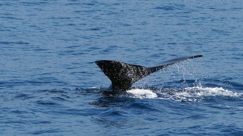 From Funchal: Ecological Catamaran Dolphin Whale Watching - Who will enjoy this trip most?