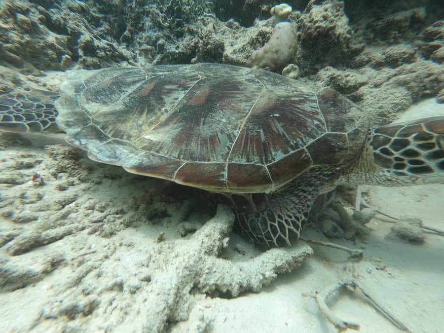 From Gili Air/Trawangan: Glass-Bottom Boat with Snorkeling - Who will enjoy this trip most?