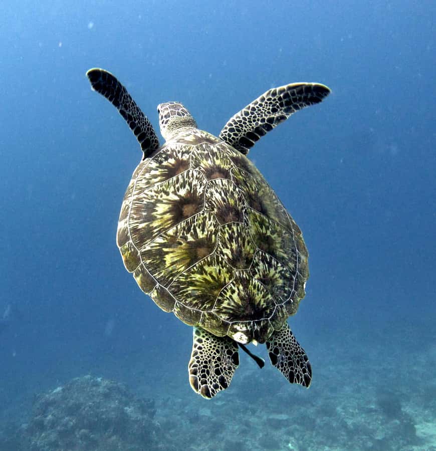 From Gili Air/Trawangan: Glass-Bottom Boat with Snorkeling - Coral Garden and the fish-filled reef stops
