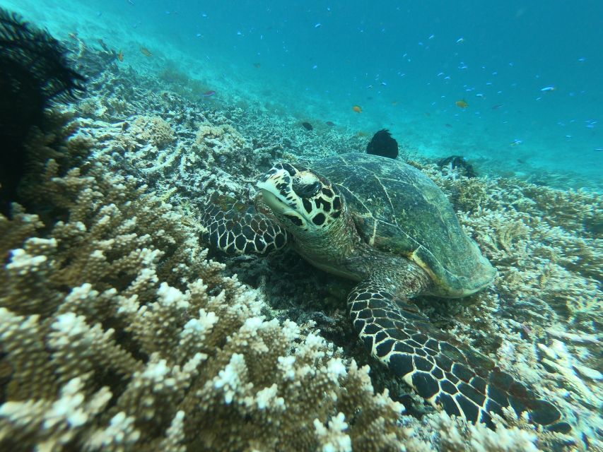 From Gili Air/Trawangan: Glass-Bottom Boat with Snorkeling - Underwater statues and Bongkas Reef